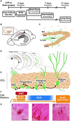 Mild Traumatic Brain Injury Induces Transient, Sequential Increases in Proliferation, Neuroblasts/Immature Neurons, and Cell Survival: A Time Course Study in the Male Mouse Dentate Gyrus